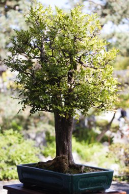 tencerede oryantal ağaç