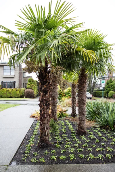 Tropical tree in urban garden - tight — Stock Photo, Image