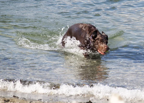 Köpek alınırken su topu — Stok fotoğraf