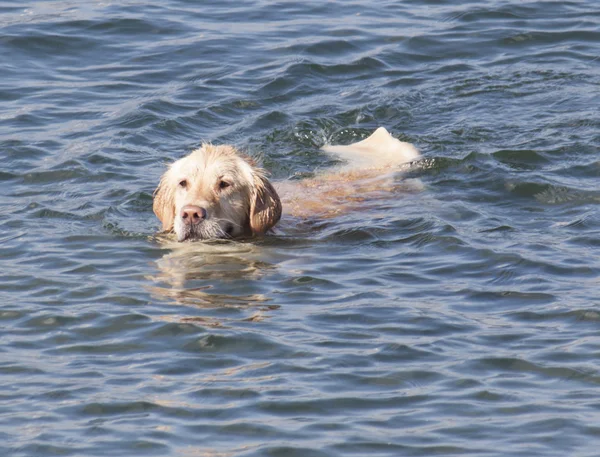 Собака плаває на берег — стокове фото