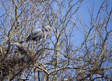 kayıp göl tarafından ağacında mavi balıkçıl