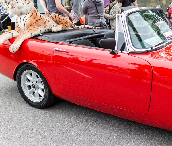 Tigre de peluche a horcajadas en cajuela de auto clásica