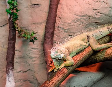 ağaç dalı iguana