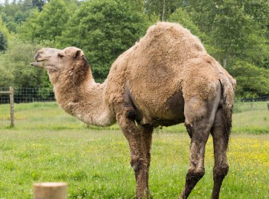 dromedary deve