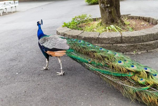 Peacock strutting — Stock Photo, Image