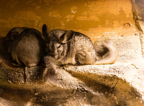 Bazı chinchillas — Stok fotoğraf