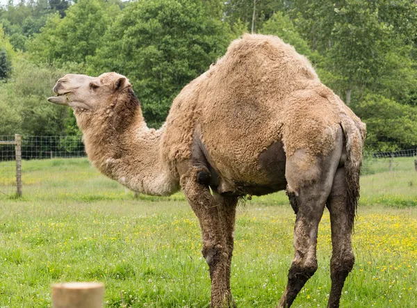 Camel dromadaire — Photo