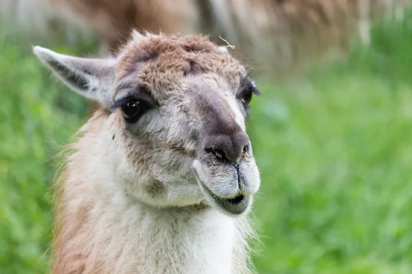 Guanaco bámult kamera — Stock Fotó