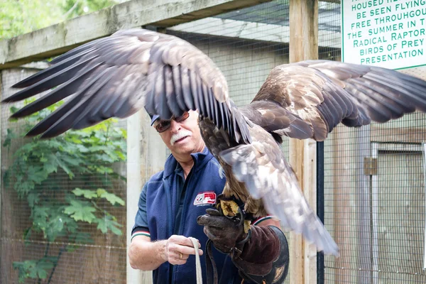 Golden eagle and trainer — Stock Photo, Image
