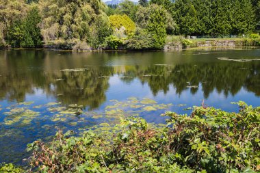 ambleside Park havuz