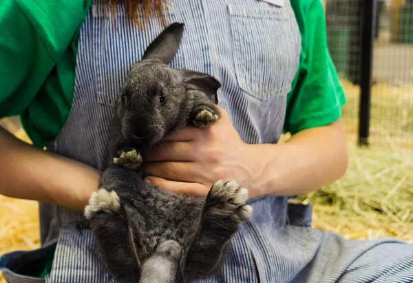 Schattig konijntje op beurs — Stockfoto