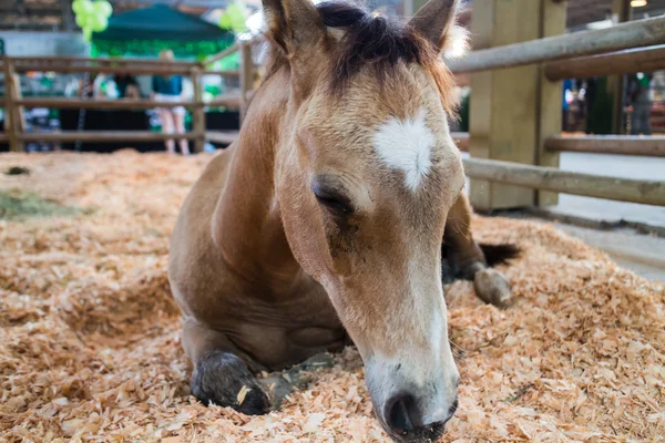 Cute foal in enclosure-asleep — Stock Photo, Image