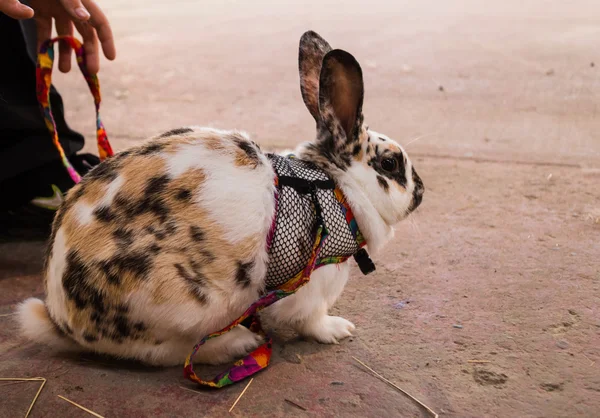 Cute blotchy bunny indoors — Stock Photo, Image