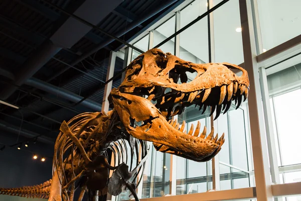 T-rex skeleton displayed - side view — Stock Photo, Image