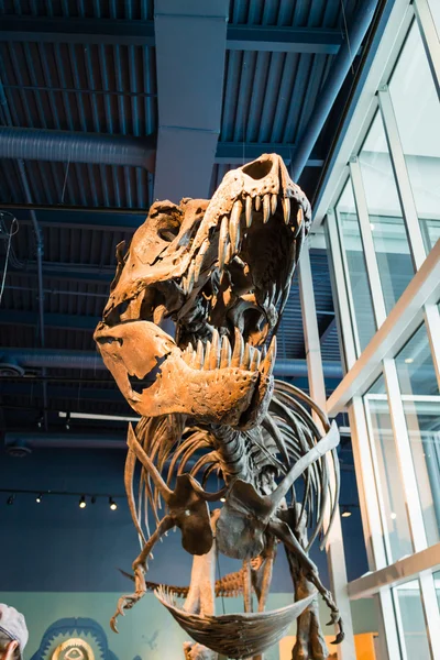 T-rex skeleton on display — Stock Photo, Image