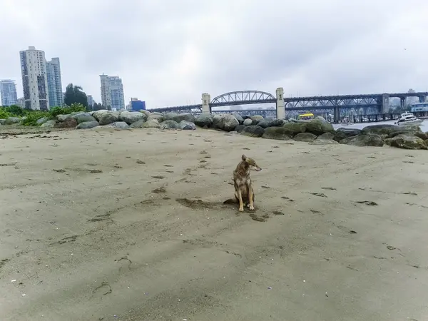 Coyote op strand-2 — Stockfoto