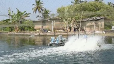 Goa Hindistan 'daki karides ve karides çiftliklerinde pervane ve hava sistemleri kullanılıyor.