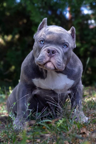 Słodki Szczeniaczek Rasy American Bully Poważnym Wyrazem Twarzy Liliowy Niebieski — Zdjęcie stockowe