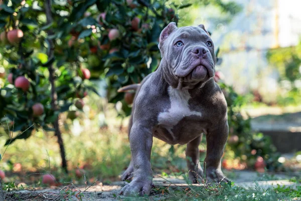 Cute little puppy of American Bully breed, with serious face expression, standing under the apple tree. Lilac blue color, white spot on the chest, blue eyes. Exotic new breed, outdoor, copy space.