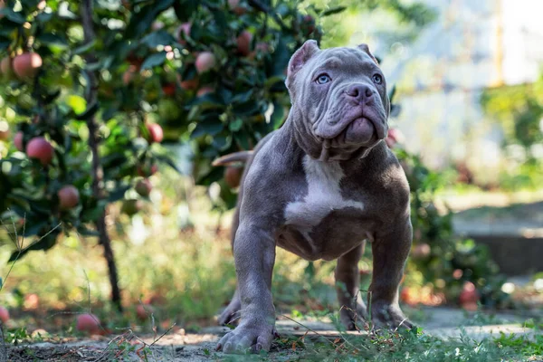 Mignon Petit Chiot Race American Bully Avec Une Expression Sérieuse Images De Stock Libres De Droits