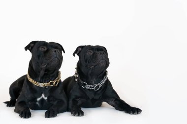 Stamfordshire boğa teriyeri cinsinden iki köpek, siyah renkli, beyaz arka planda yatıyorlar ve senkronize bir şekilde yukarı bakıyorlar. Herhangi bir metin ya da resim için maket. Akıllı ifadeli komik yüzler. Boşluğu kopyala.