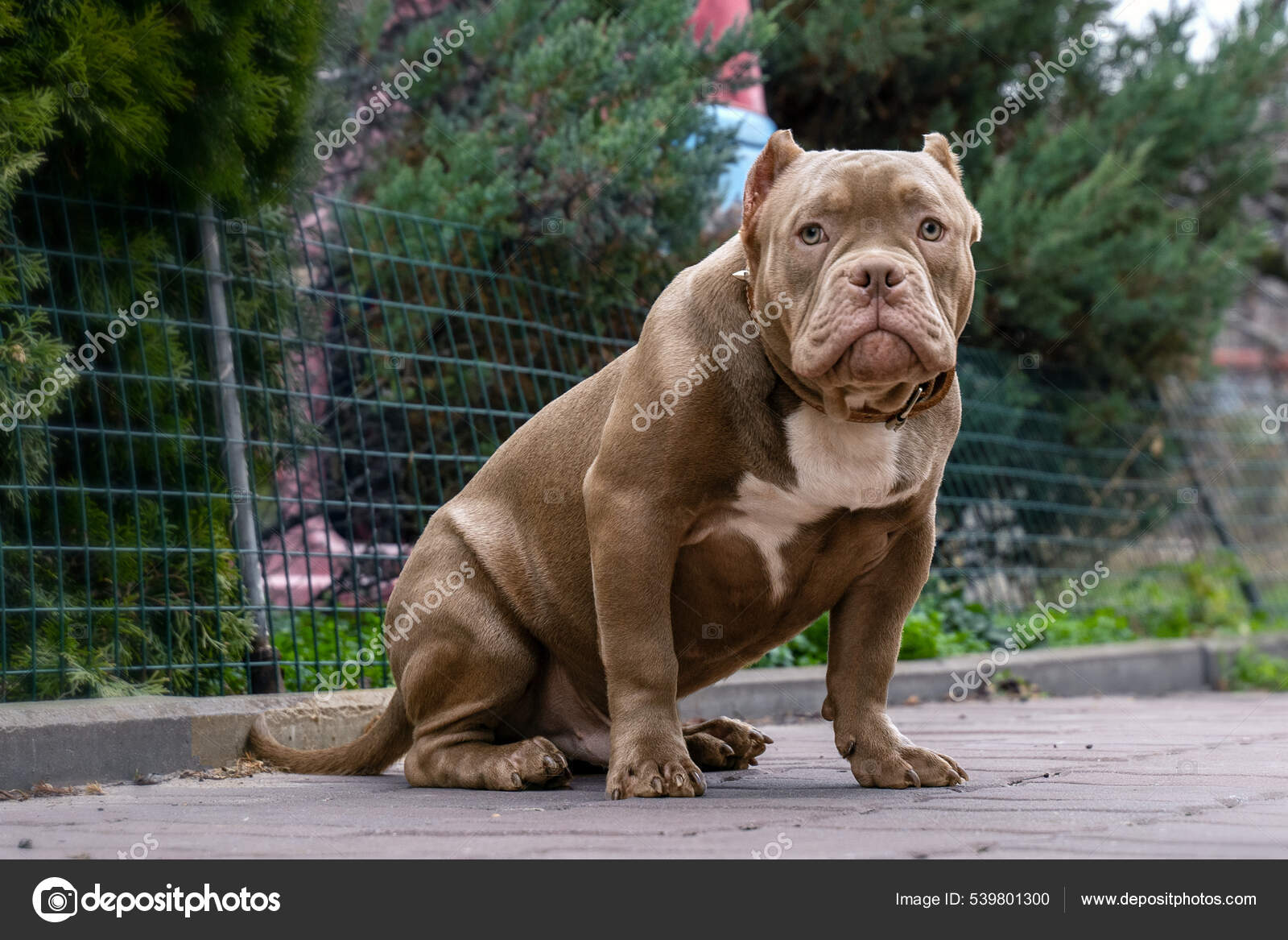 Funny Six Months Old Puppy American Bully Breed Serious Face — Foto de  stock #539801300 © xolo-dan, image size:1600x1167
