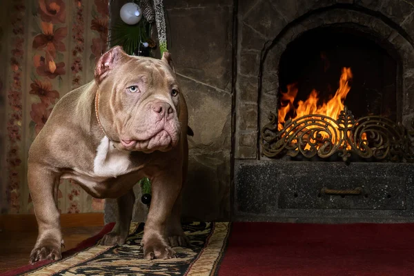 Big six months old puppy of American Bully breed, with serious face expression, stands in front of burned home fireplace. Strong muscular body, beige color, white spot on the chest. Exotic new breed, outdoor, copy space, dark background.