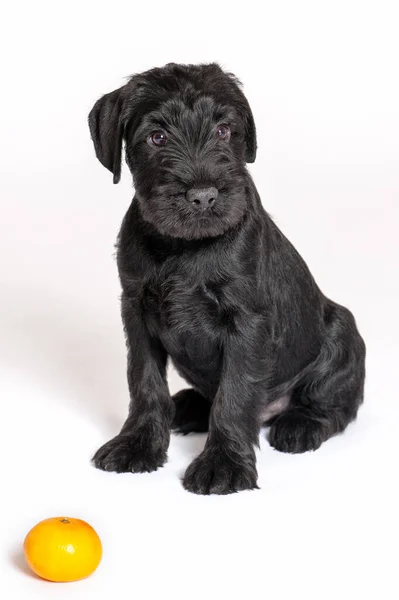 Portrait Little Puppy Black Mittel Schnauzer Breed Sitting White Background — Stock Photo, Image
