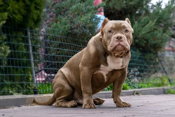 Funny Six Months Old Puppy American Bully Breed Serious Face Стоковая Картинка