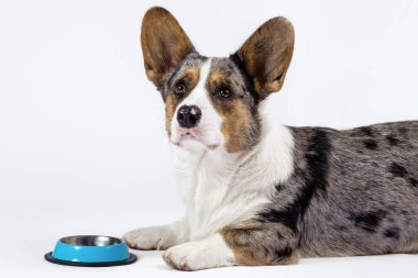 Alışılmadık renkte şirin bir Corgi köpeği, farklı renklerde kürklü benekler, boş mavi kasenin önüne uzanmış, yemek ya da bitirmek için bekliyor. Çok özenli görünüyorsun. Beyaz arkaplan, alanı kopyala.