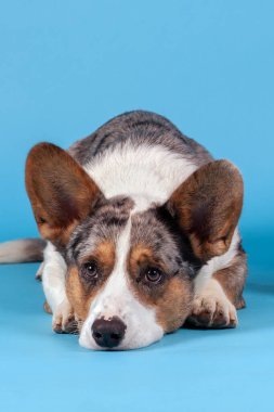 Galli Corgi Cardigan köpek, alışılmadık bir renkte, yerde yatıyor. Siyah, beyaz, kızıl ve gri benekli renkli kürk, sevimli yüz ifadesi. Mavi arkaplan, boşluğu kopyala.