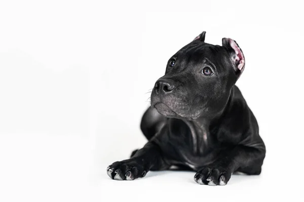 Bellissimo Cane Nero Razza Americana Pitbull Terrier Ritratto Ravvicinato Del — Foto Stock