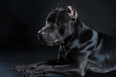 Siyah Amerikan Pitbull Terrier köpeğinin portresi, karanlık arka planda uzanmış, sakin ve kendinden emin görünüyor. Eski moda kulakları kesilmiş güzel bir hayvan. Boşluğu kopyala.