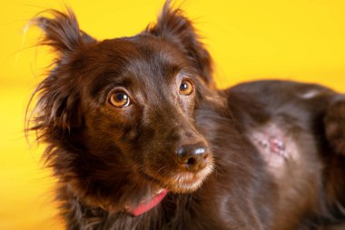 Ameliyattan sonra parlak sarı arka plana odaklanarak korkunç bir yara izi bırakan küçük kahverengi köpek. Boşluğu kopyala.