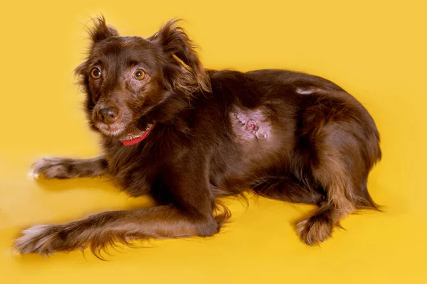 Ameliyattan Sonra Korkunç Bir Yara Izi Olan Küçük Kahverengi Köpek — Stok fotoğraf