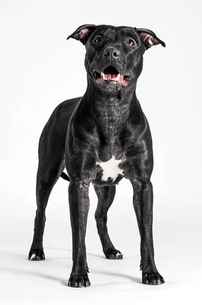 Bella Nera Americana Pitbull Terrier Femmina Con Cavalletti Sorridenti Mostra — Foto Stock