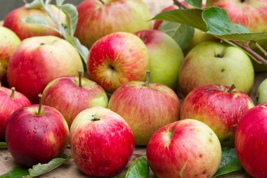 Taze koparılmış kırmızı elmalar.