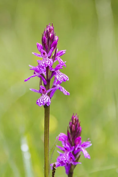 Type Wild Mountain Orchid Catalonia Spain — Stock Photo, Image