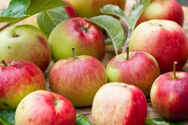 Kırmızı elmalar ağaçtan toplandı.