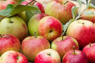 Kırmızı elmalar ağaçtan toplandı.