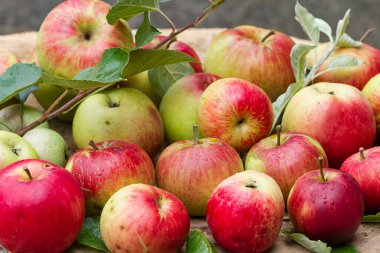 Kırmızı elmalar ağaçtan toplandı.