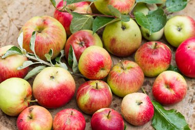 Kırmızı elmalar ağaçtan toplandı.