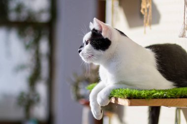 Balkonunda yapay çimenler olan bir rafta duran genç bir kedi.