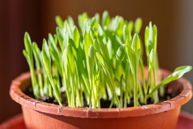 Bir çaydanlık taze kedi otu