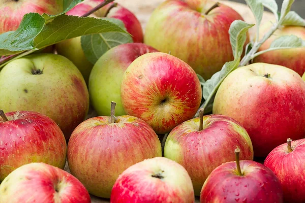 Kırmızı elmalar ağaçtan toplandı.