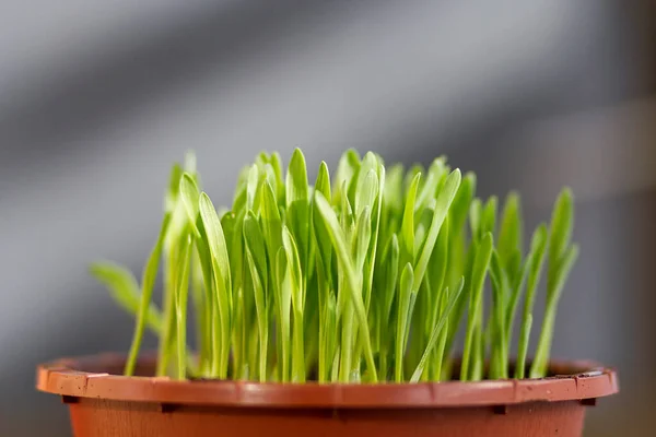Pot Fresh Cat Grass — Foto de Stock