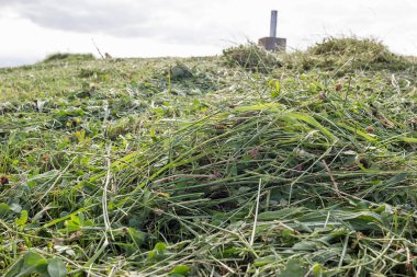 Çayır için taze kesilmiş çimenler.