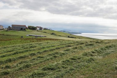 Çayır için taze kesilmiş çimenler.