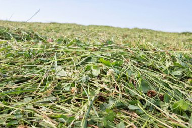Çayır için taze kesilmiş çimenler.