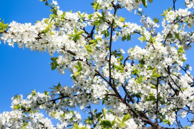 Çiçek açan elma ağacı